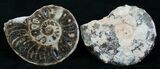 / Mammites Nodosoides Ammonite - Morocco #3997-1